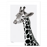 Poster - Giraffe