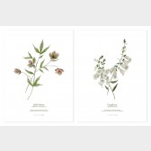 Poster - Hellebores & Foxgloves