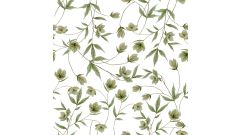 Fototapete - Hellebores (Green)