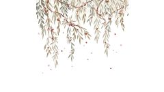 Fototapete - Eucalyptus Bloom (Vliestapete)