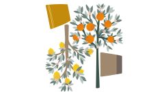 Wandsticker - Zitronen- & Orangenbaum